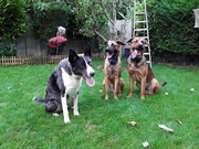 honden foto honden foto van Beatrice