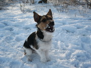 honden foto van Edwin van der Zee