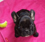 honden foto van marianne