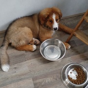 honden foto van teska&beer