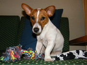 honden foto van Jeffrey