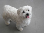 honden foto van Nina