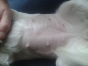 honden foto van Alexia