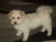 honden foto van Princess House