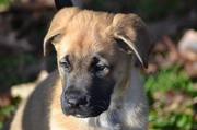 honden foto van Niels en Pleun