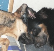 honden foto van tuba