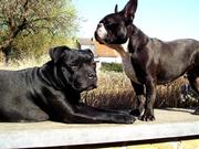 honden foto van Faricard