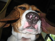 honden foto van jessica