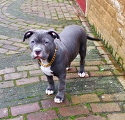 honden foto honden foto van ayse