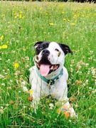 honden foto van vera