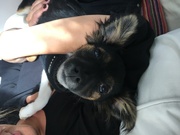 honden foto van Ida&Kees