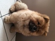 honden foto van Danny Lootens