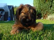 honden foto honden foto van yvonne