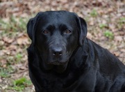 honden foto honden foto van Noorderhondjes