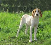 honden foto van lucia