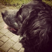 honden foto van Aldwin