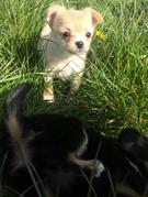 honden foto van chrisje