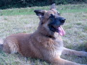 honden foto van L Schievink