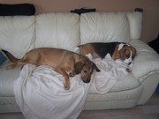 honden foto van Johan