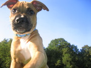 honden foto van c.langereis