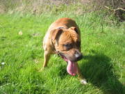 honden foto van Cheryla & Bruno