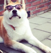 honden foto van Cindy