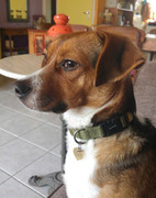 honden foto van TineMila