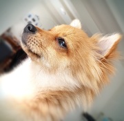 honden foto honden foto van Irene