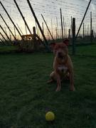 honden foto van AmstaH