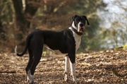 honden foto van Syl12