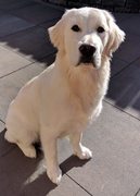 honden foto honden foto van Roxanne & Balou