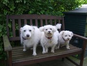 honden foto van Vala