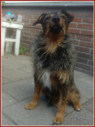 honden foto honden foto van Martjeh