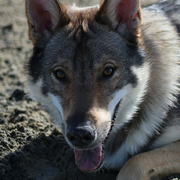 honden foto van Frank