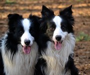 honden foto van Celine  *-Yacko & Nando-*