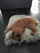 honden foto van miranda