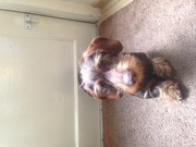 honden foto van Joep de teckel