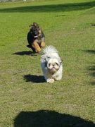 honden foto honden foto van Mark werner