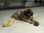 honden foto van SteveVD