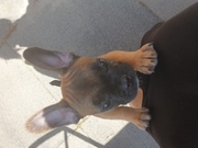 honden foto van esje 222