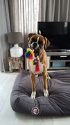 honden foto van RoTo