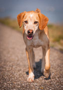 honden foto van Snoep