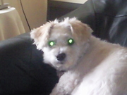 honden foto honden foto van vrouwtje van rakker