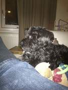 honden foto van sanne