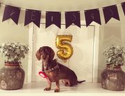 honden foto van Justine