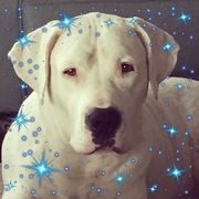 honden foto van Cindy