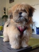 honden foto van Nati Doldersum