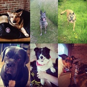 honden foto honden foto van Katrin Raemdonck