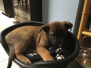 honden foto van christophe