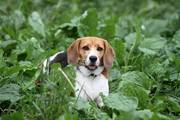 honden foto van mona